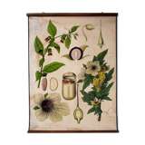 Affiche "Belladonna la jusquiame" grille éducative publiée par Westermann 1952