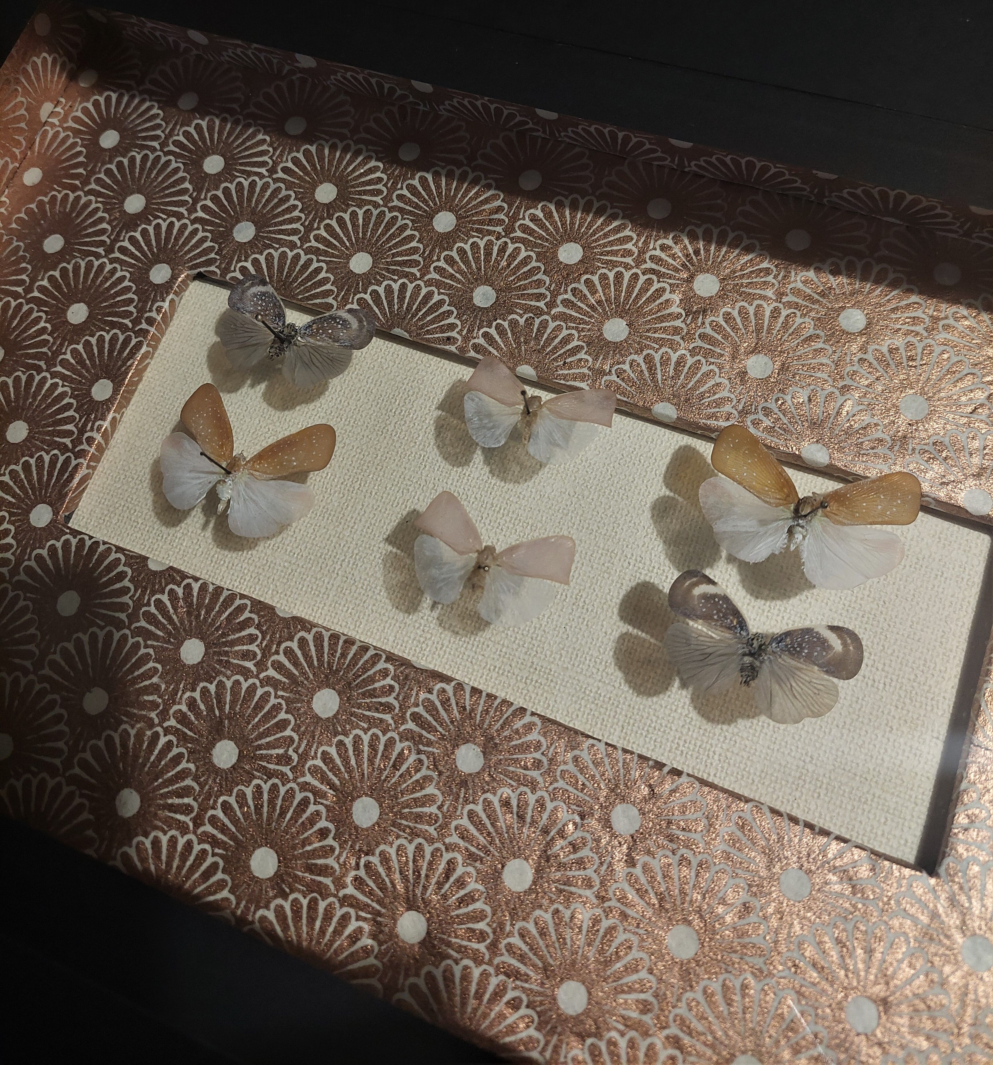 Natural history entomology framework insects aphaeninae sp.