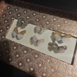 Natural history entomology framework insects aphaeninae sp.