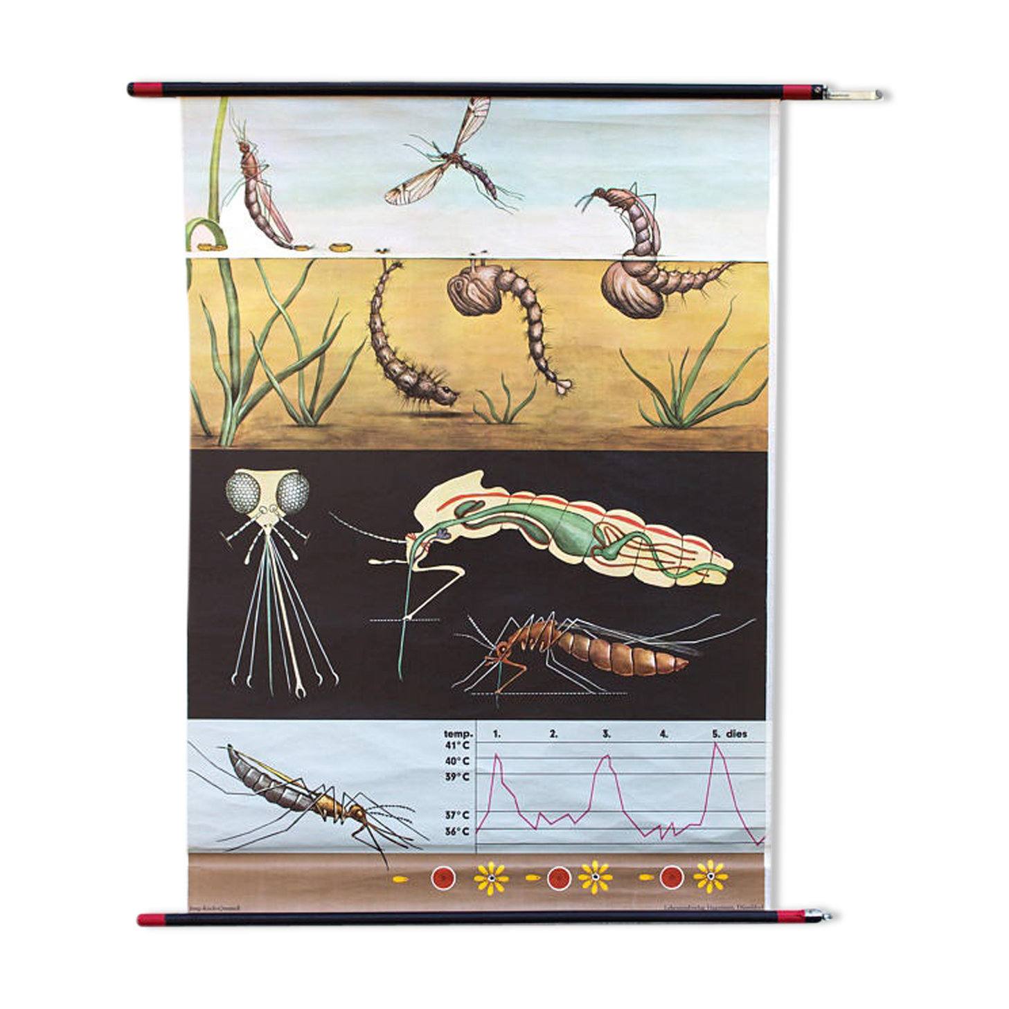 Affiche de l’école de Jung-Koch-Quentell, moustique, 1959