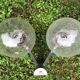 Paire double appliques murales 1970 alu brosse et verre soufflé