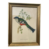 Ornithological engraving golden frame bird