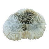 Natural Ancient White Fungia Coral