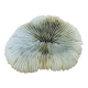 Natural Ancient White Fungia Coral