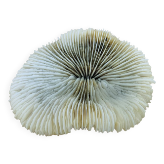 Natural Ancient White Fungia Coral