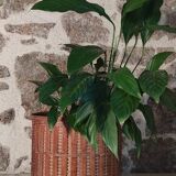 Rattan plant pot