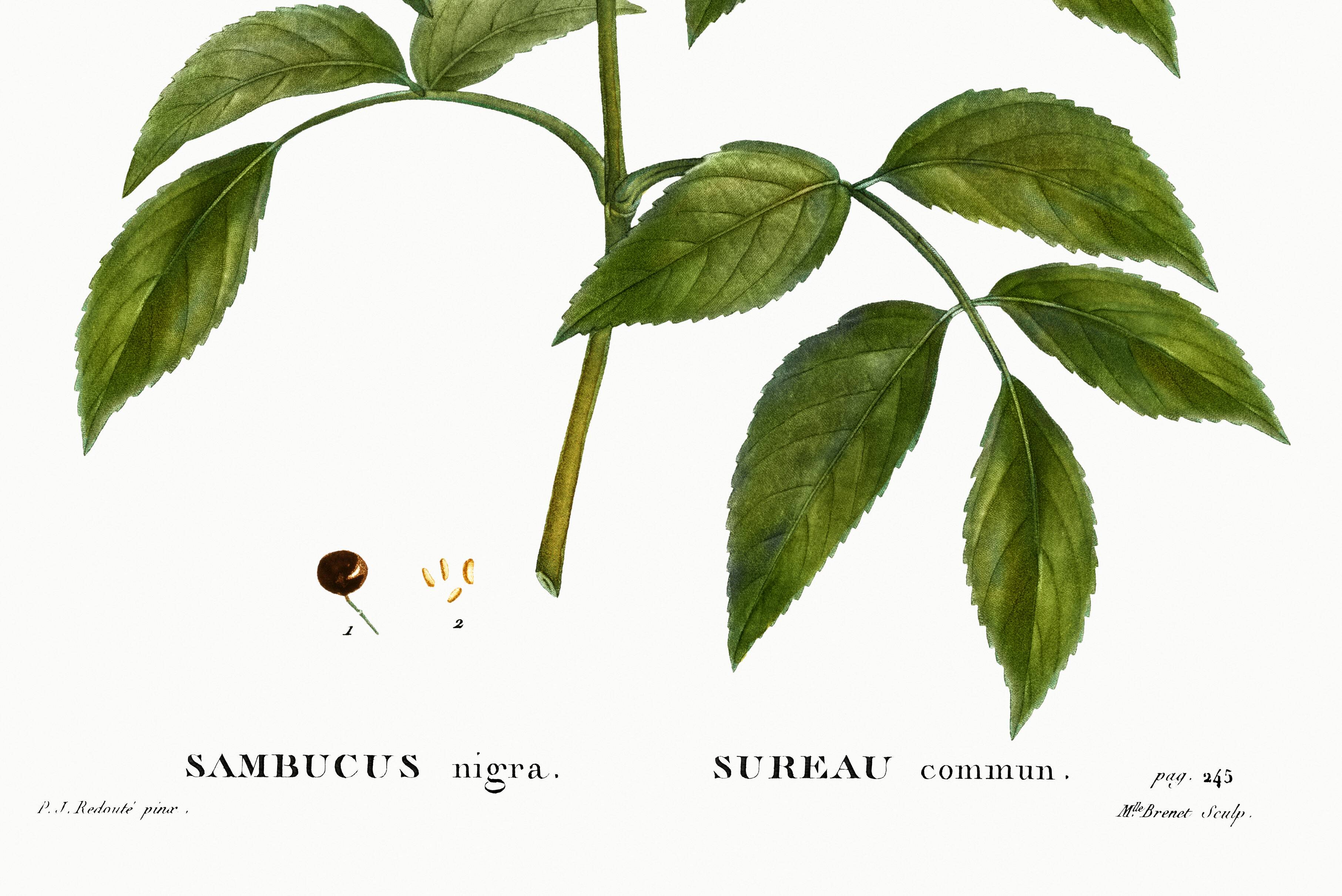 Poster about Elderberry, based on an old engraving from 1802