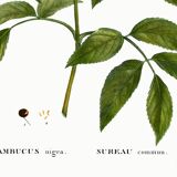 Poster about Elderberry, based on an old engraving from 1802