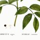 Poster about Elderberry, based on an old engraving from 1802