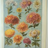 Old engraving 1922 M. Dessertenne - Chrysanthemums, varieties, botany,