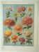 Gravure ancienne 1922 M. Dessertenne - Chrysanthèmes