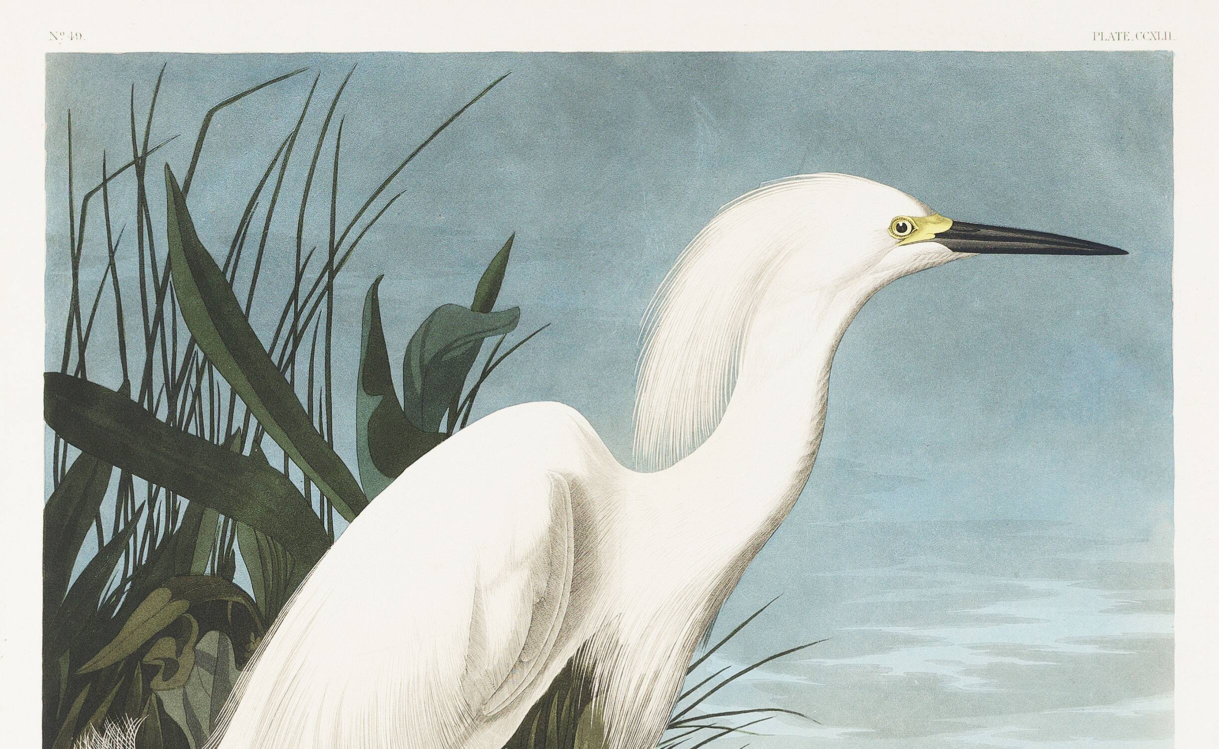 Poster about the Snowy Egret, after an old engraving from 1827.