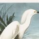 Poster about the Snowy Egret, after an old engraving from 1827.