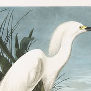 Poster about the Snowy Egret, after an old engraving from 1827.