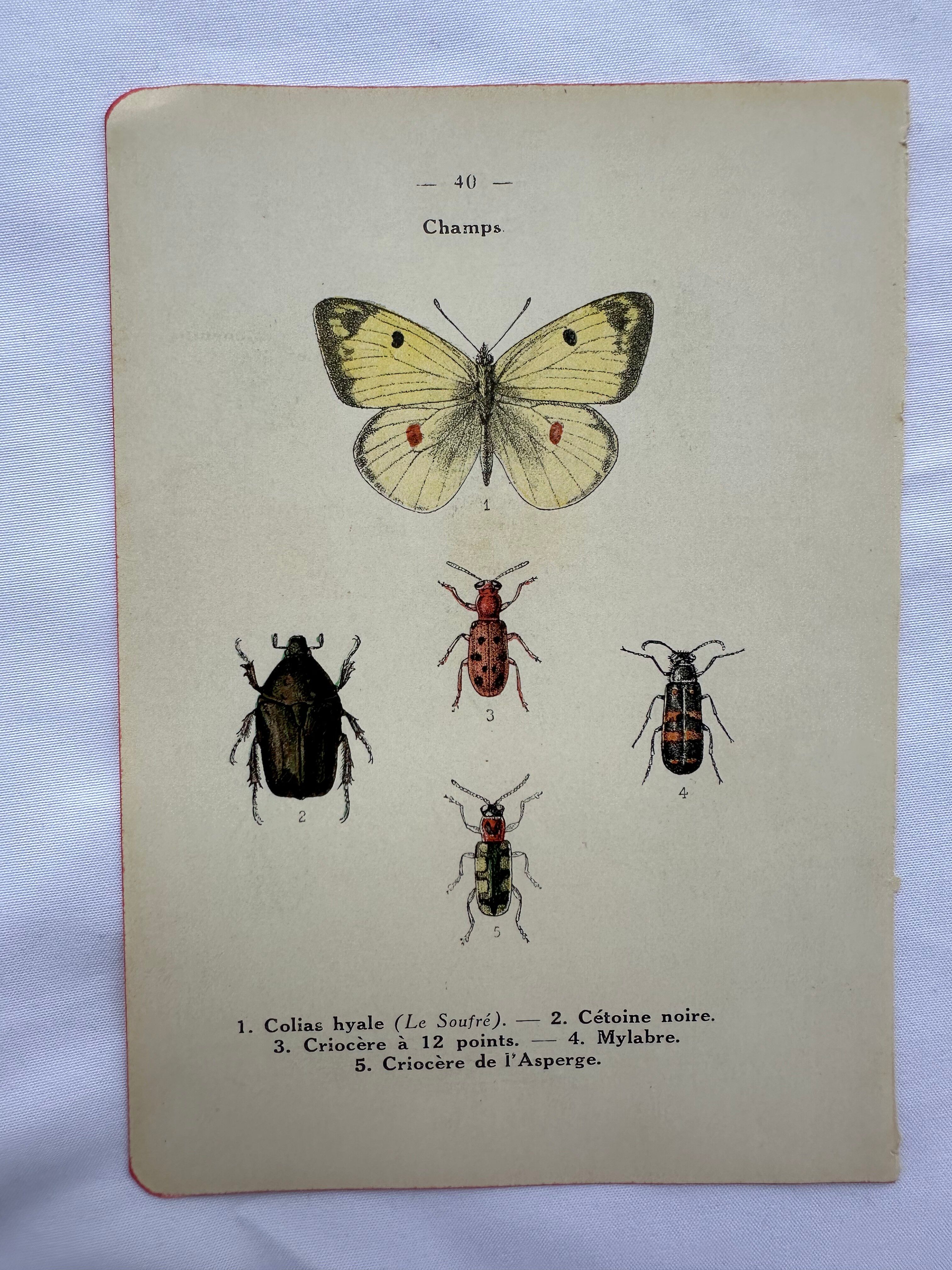 Vintage insect engravings botanical naturalist plate