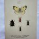 Vintage insect engravings botanical naturalist plate