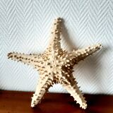 Starfish cabinet of curiosities 33 cm