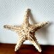 Starfish cabinet of curiosities 33 cm