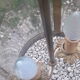 Golden bronze vestibule lantern