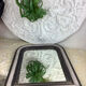 Antique mirror