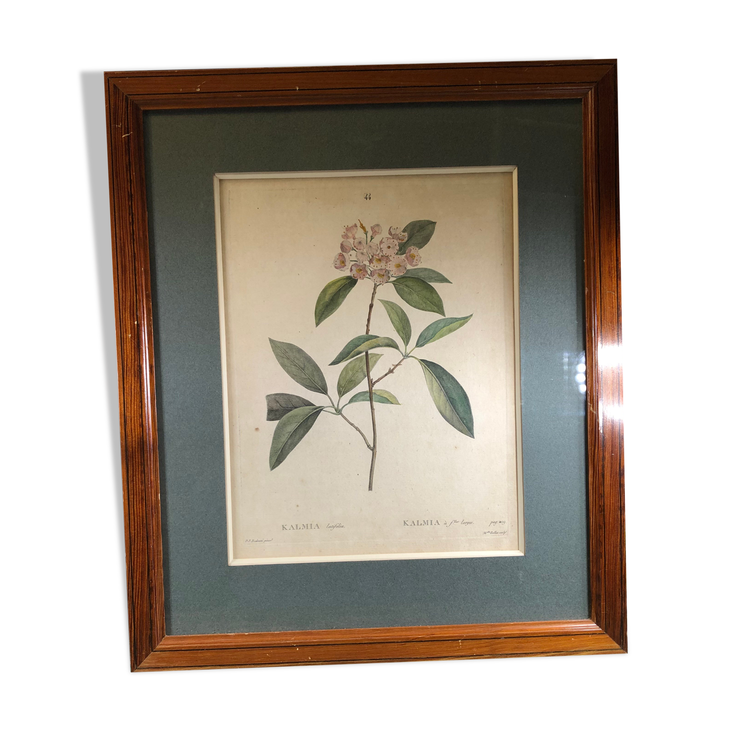 Poster board botanical illustration framed 19th flower Kalmia