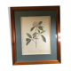 Poster board botanical illustration framed 19th flower Kalmia