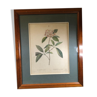 Poster board botanical illustration framed 19th flower Kalmia