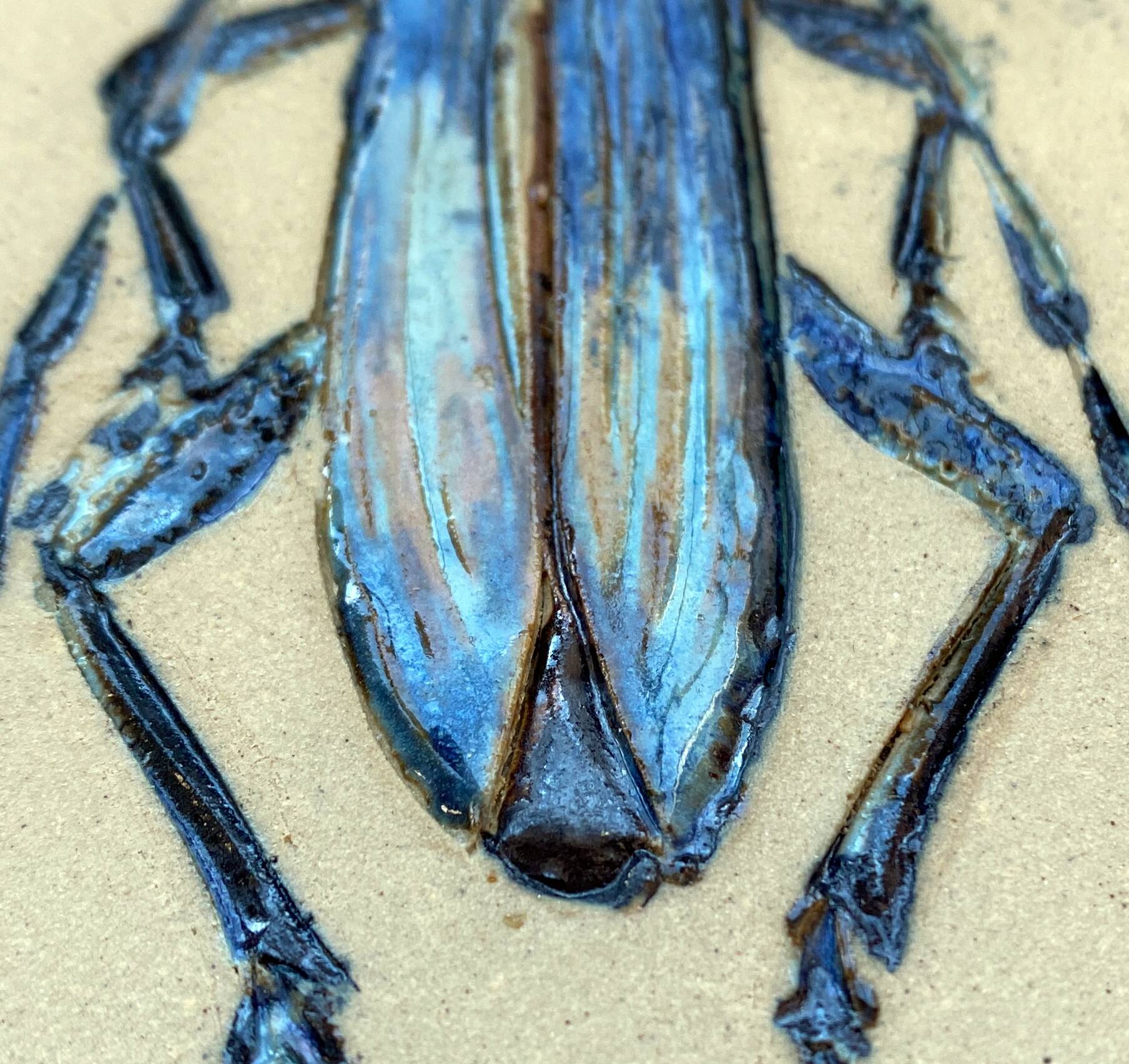 Bas relief painting / earth Beetle entomology A. Prudhomme Cabinet of curiosities