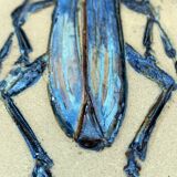 Bas relief painting / earth Beetle entomology A. Prudhomme Cabinet of curiosities