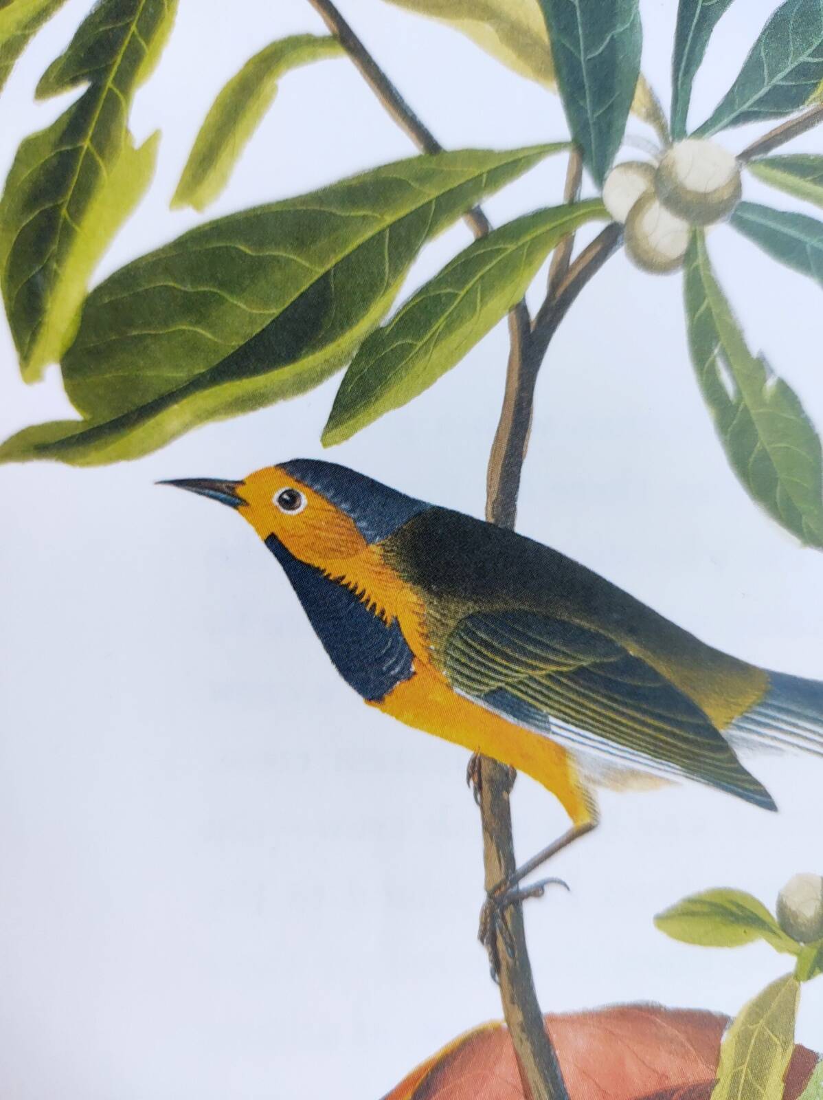 Bird board by JJ Audubon - Bachman's Warbler - 🐦 Zoological and ornithological illustration