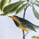 Bird board by JJ Audubon - Bachman's Warbler - 🐦 Zoological and ornithological illustration