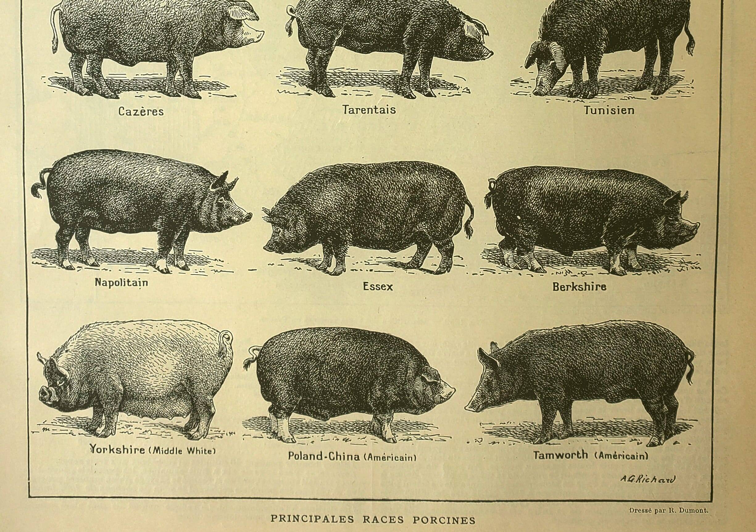 Antique lithograph 1921 by A. Richard - Pig - Farm animal. Engraving