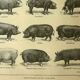 Antique lithograph 1921 by A. Richard - Pig - Farm animal. Engraving