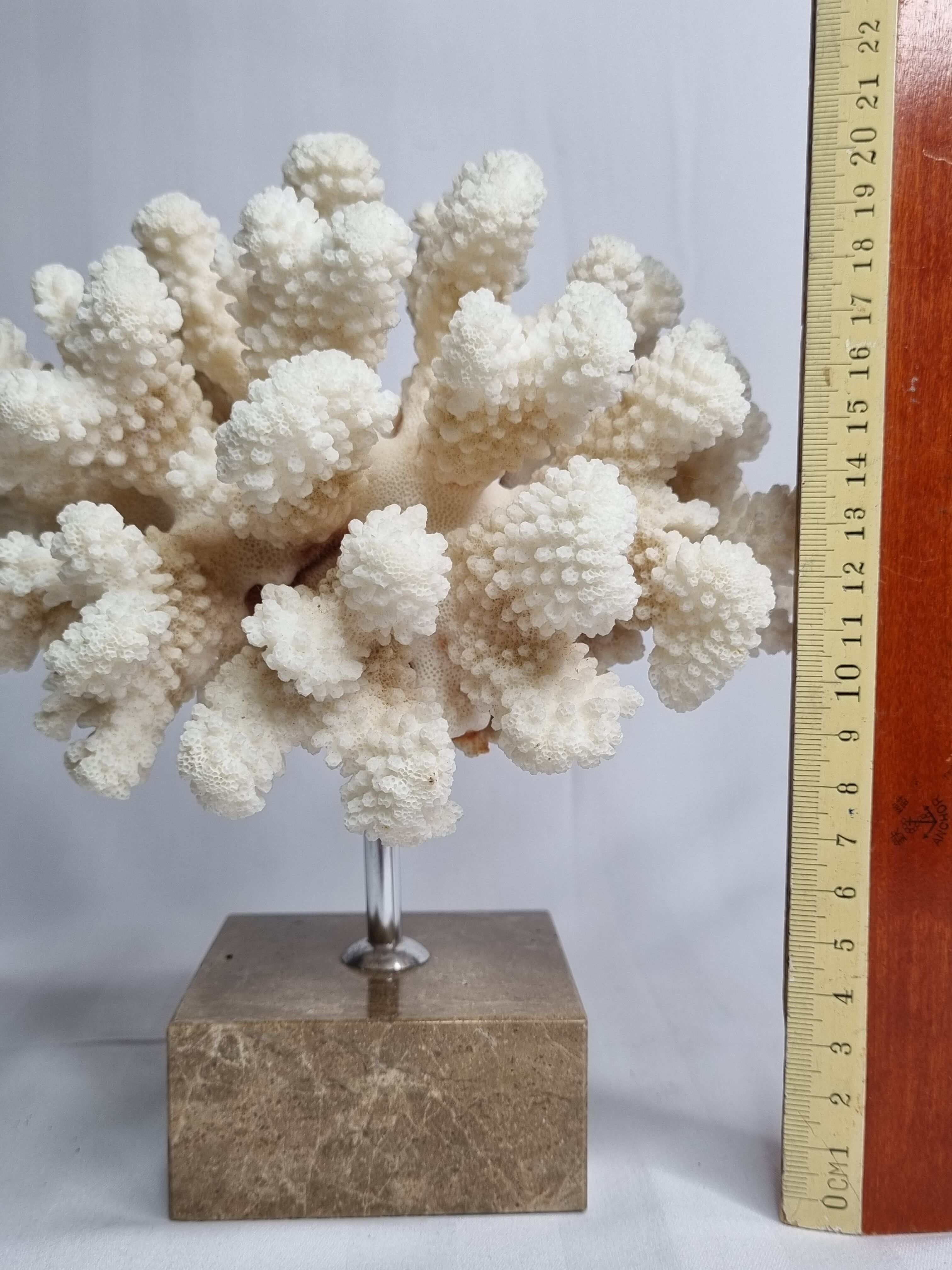 Old white coral on marble base, 20 cm
