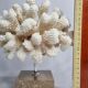 Old white coral on marble base, 20 cm