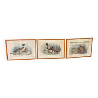 3 prints of ducks and partridges