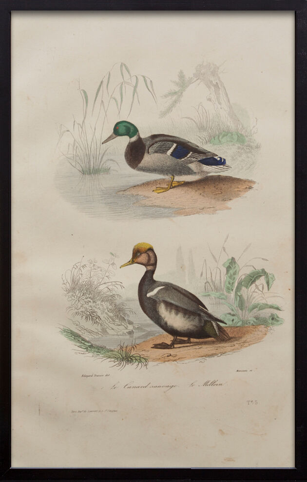 Lithography board engraving vintage birds - 1850