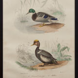 Lithography board engraving vintage birds - 1850