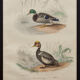 Lithography board engraving vintage birds - 1850