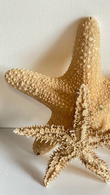 Vintage starfish