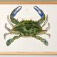 Poster on "the blue crab," based on an old lithograph from 1842.