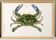 Affiche sur « le crabe bleu », d’après une lithographie ancienne de 1842.