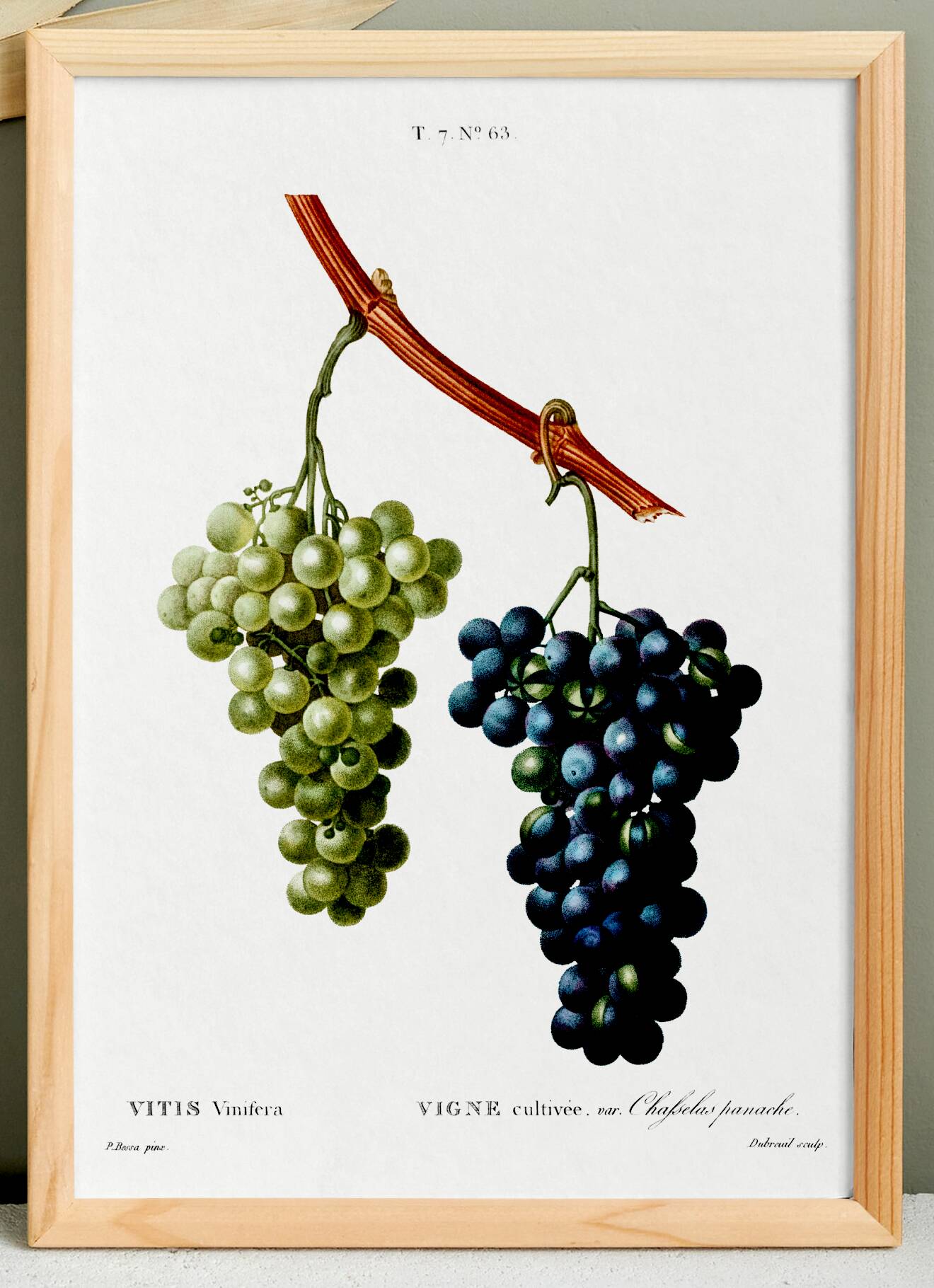 Vintage poster on the vine, based on an engraving from 1802.