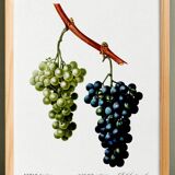 Vintage poster on the vine, based on an engraving from 1802.