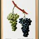Vintage poster on the vine, based on an engraving from 1802.