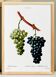 Vintage poster on the vine, based on an engraving from 1802.