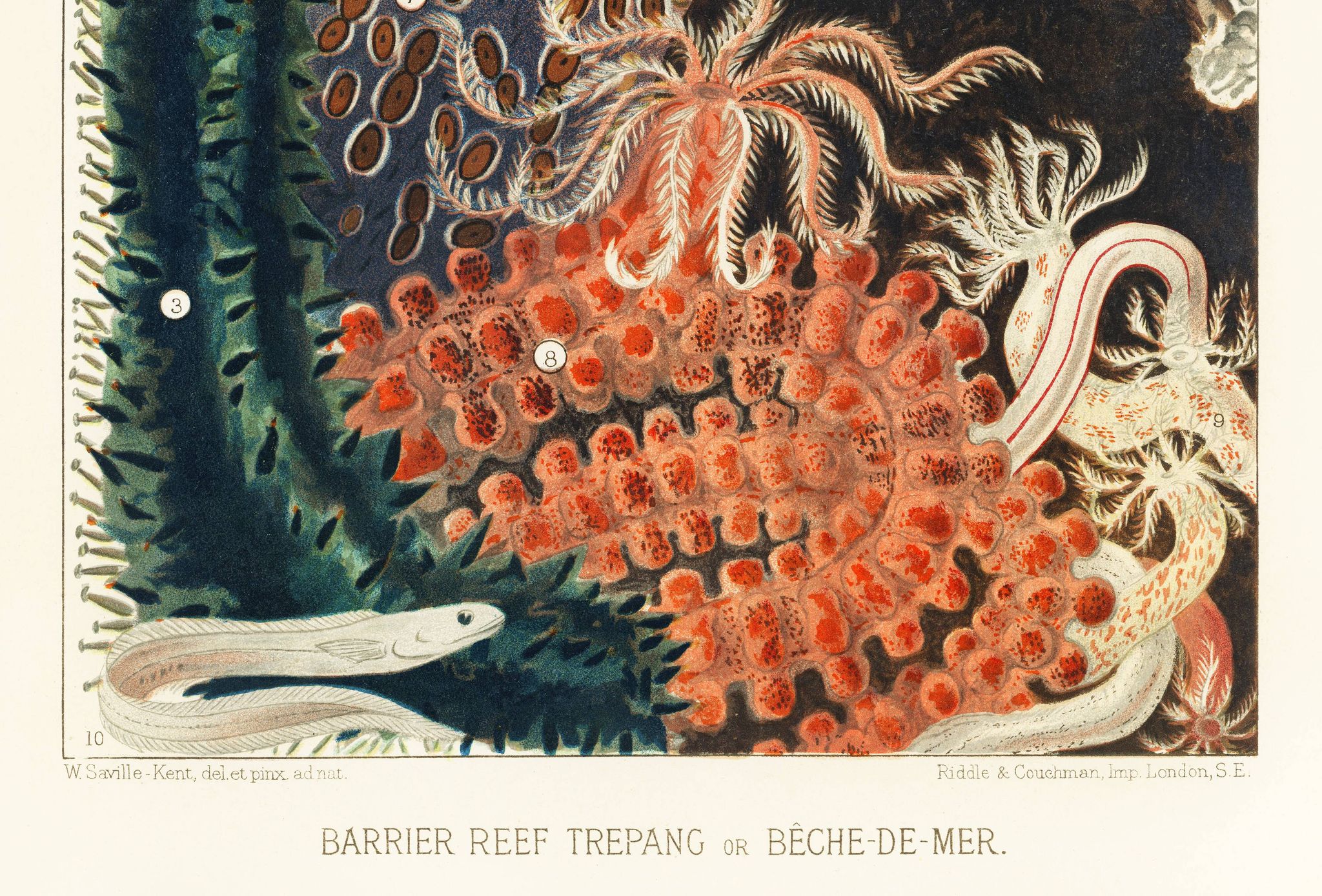 Poster about the Bêche-de-mer, based on an old lithograph from 1893.