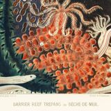 Affiche sur la Bêche-de-mer, d’après une lithographie ancienne de 1893.