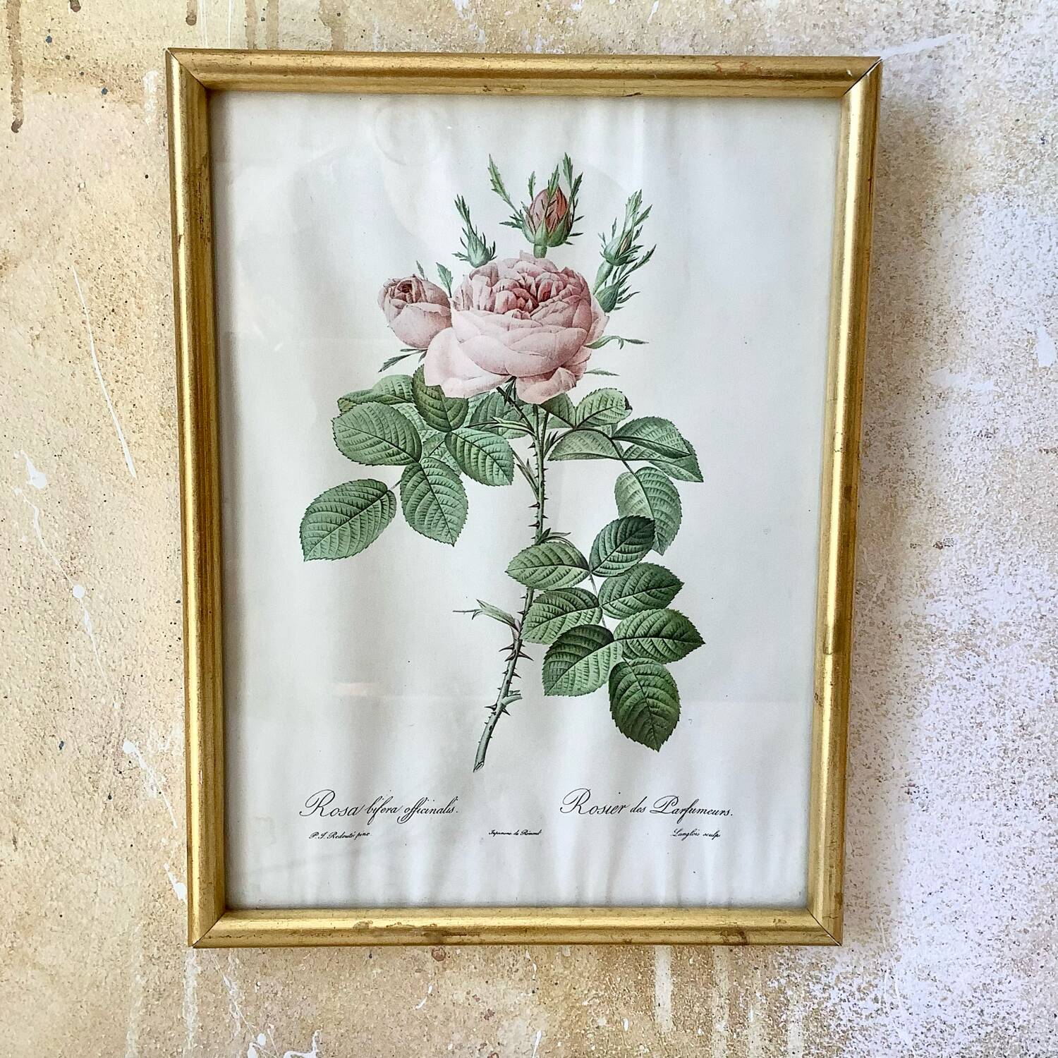 Botanical lithograph by Pierre Joseph Redouté