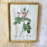 Lithographie botanique de Pierre Joseph Redouté